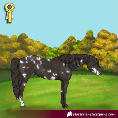 Horse Color:White Spotted Liver Chestnut Appaloosa 