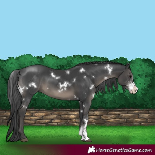 Horse Color:White Spotted Black Sabino 