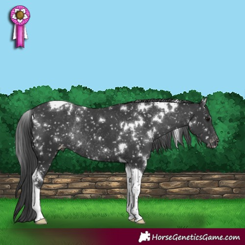 Horse Color:White Spotted Black Tobiano Appaloosa Rabicano 