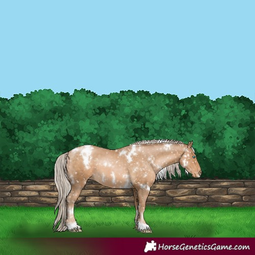 Horse Color:White Spotted Chocolate Palomino Pearl Appaloosa 