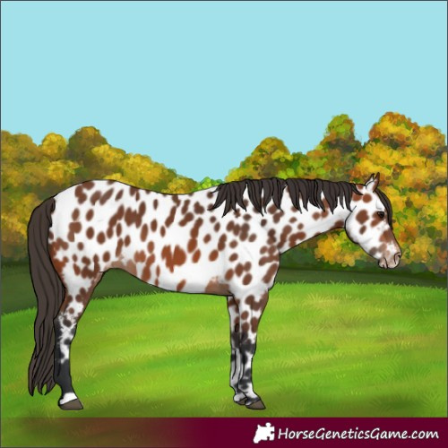 Horse Color:Bay Near Leopard 