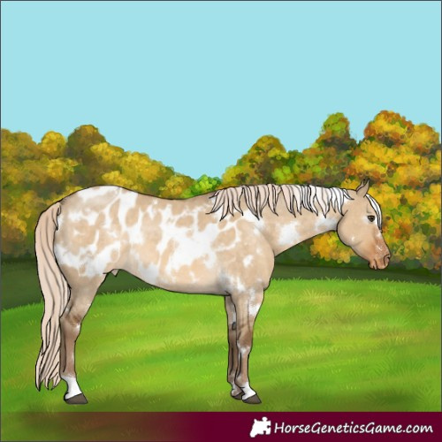 Horse Color:White Spotted Chocolate Palomino Dun Appaloosa Rabicano 