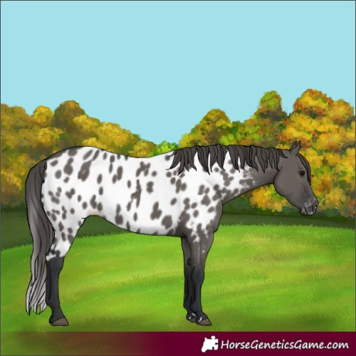 Horse Color:Grullo Skewed Appaloosa 
