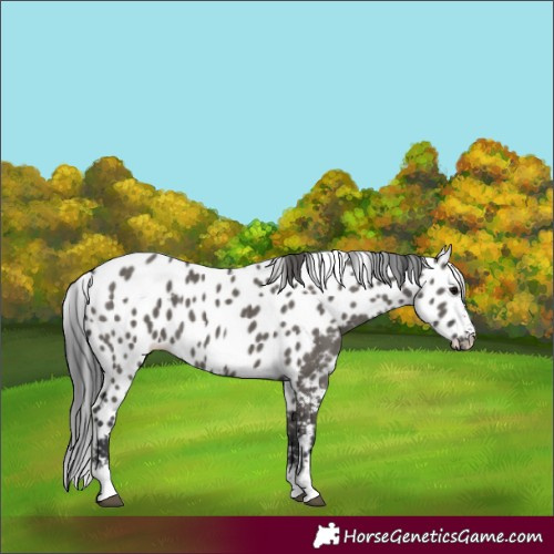 Horse Color:Grullo Skewed Appaloosa 