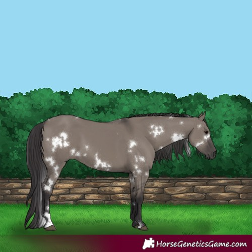Horse Color:White Spotted Smoky Grullo 
