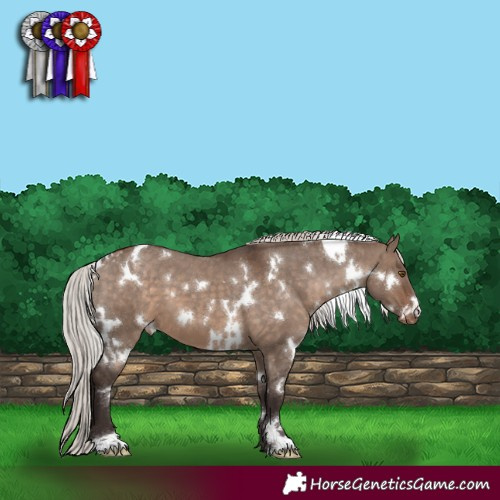 Horse Color:White Spotted Silver Brown Dun Appaloosa 