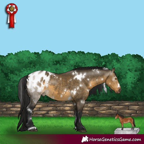 Horse Color:Gray White Spotted Buckskin Dun Appaloosa 