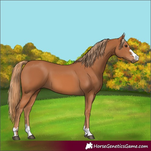 Horse Color:Chestnut 