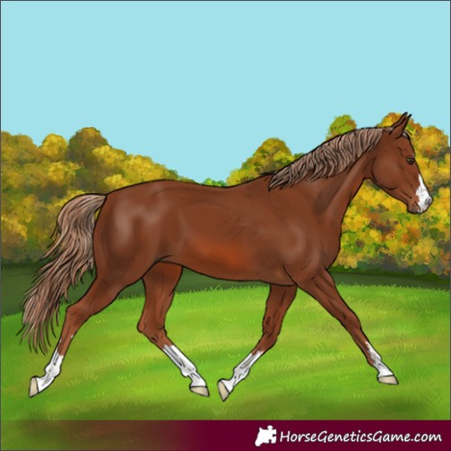 Horse Color:Chestnut 