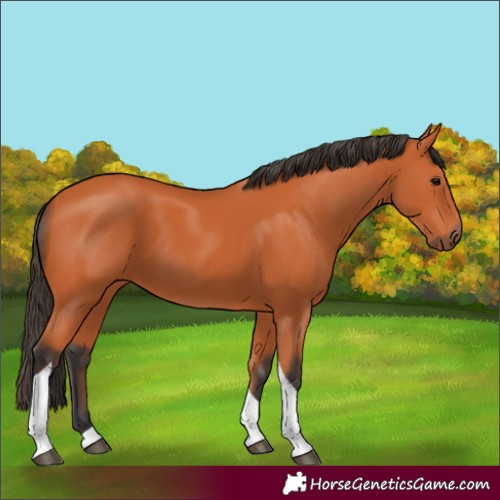 Horse Color:Bay Tobiano 
