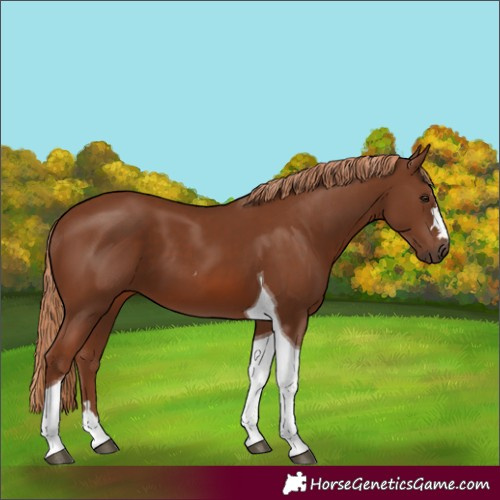 Horse Color:Chestnut Tobiano