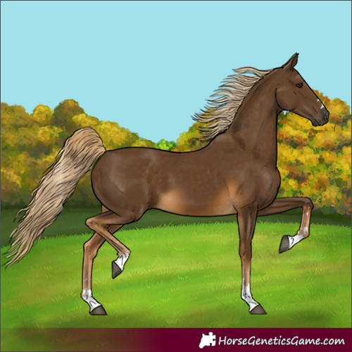 Horse Color:Chocolate Palomino 