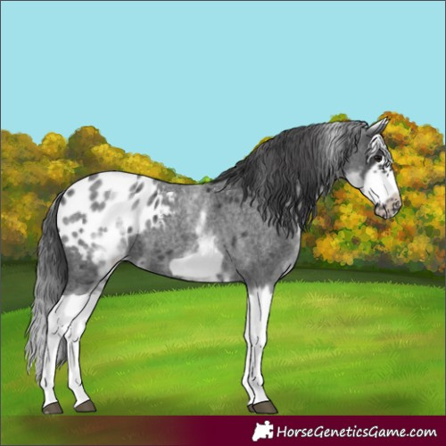 Horse Color:White Spotted Blue Roan Splash Frame Appaloosa 