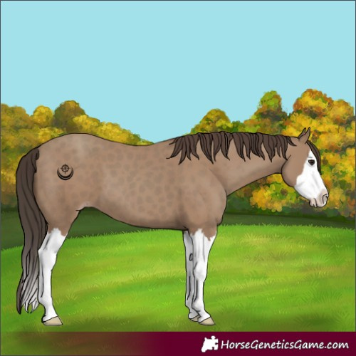 Horse Color:Classic Champagne Splash
