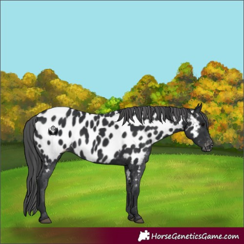 Horse Color:Black Near Leopard 