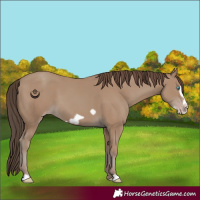 Horse Color:Classic Champagne Frame 