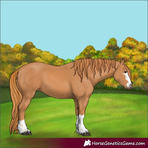 Horse Color:Chestnut 
