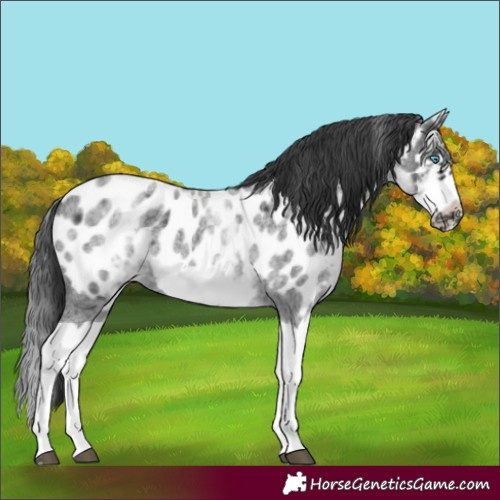 Horse Color:White Spotted Blue Roan Splash Frame Appaloosa 