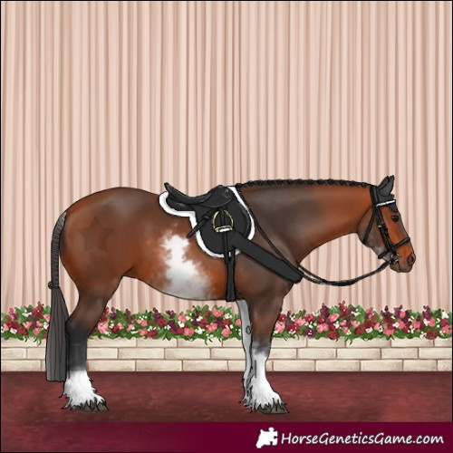 Horse Color:White Spotted Bay