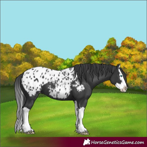 Horse Color:Black Splash Blanket