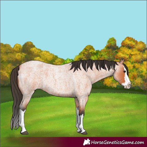 Horse Color:Unknown 