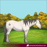 Horse Color:Amber Cream Champagne 