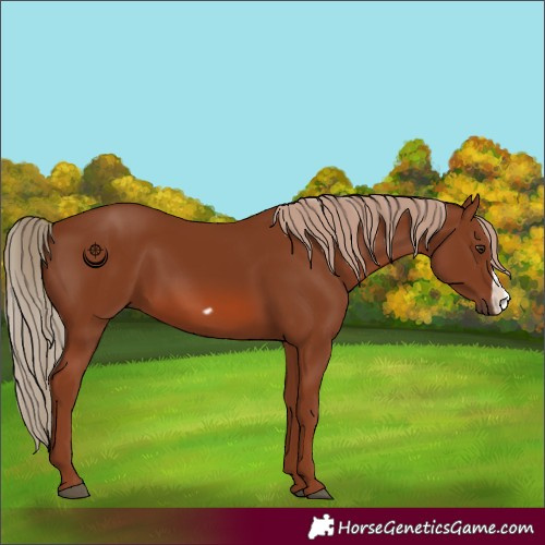 Horse Color:Chestnut Frame