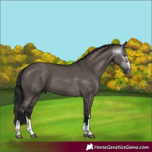 Horse Color:Gray Grullo