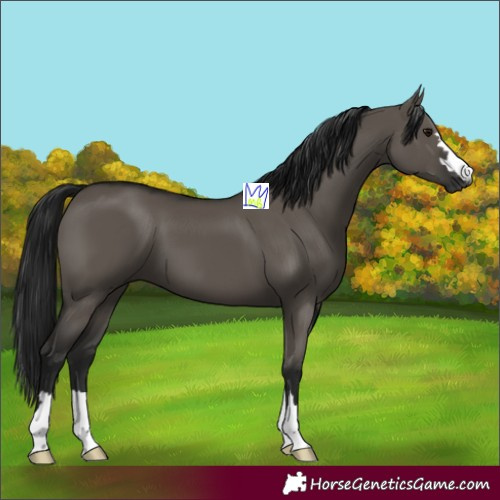 Horse Color:Gray Grullo 