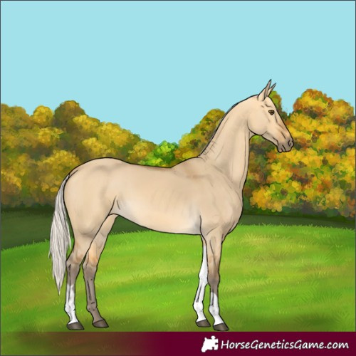Horse Color:Silver Buckskin Dun Tobiano 