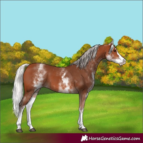 Horse Color:White Spotted Silver Bay Splash 