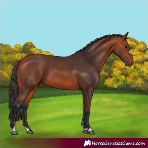 Horse Color:Bay 