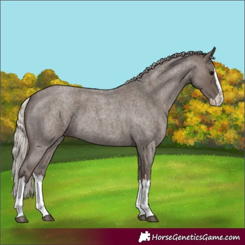Horse Color:Silver Blue Roan Splash 
