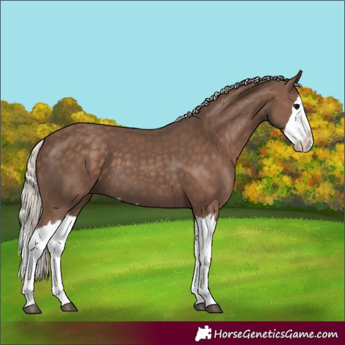Horse Color:Silver Black Splash 