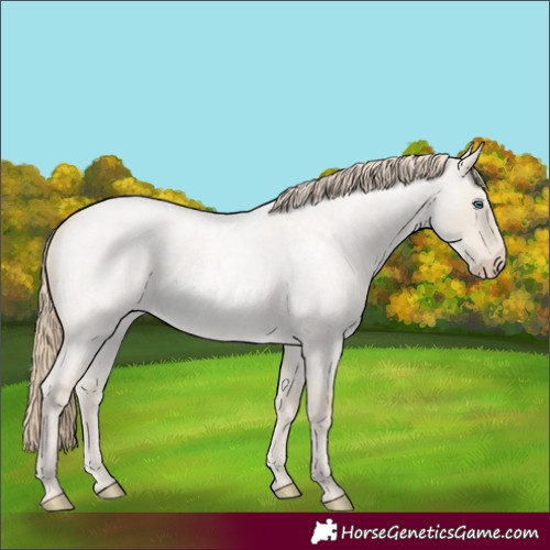 Horse Color:Smoky Creme Roan Dun 