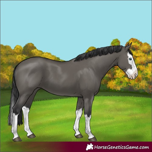 Horse Color:Grullo Splash 