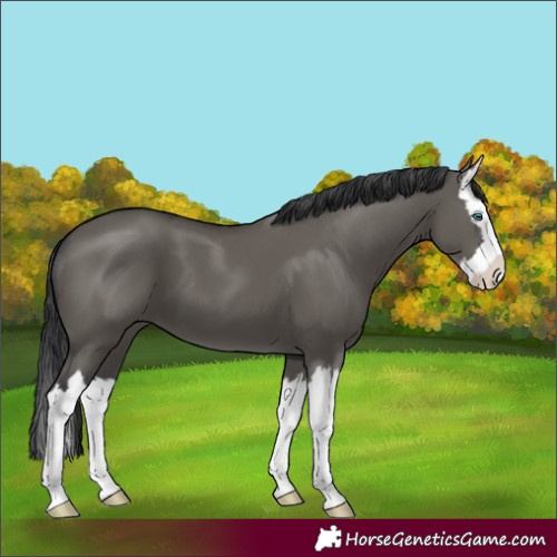 Horse Color:Unknown 