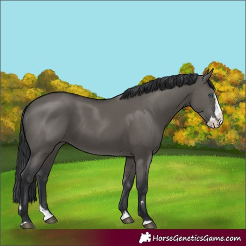 Horse Color:Grullo Splash 