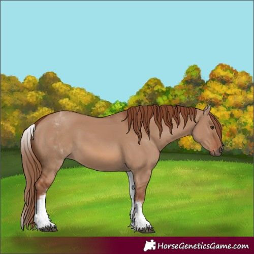 Horse Color:White Spotted Red Dun 