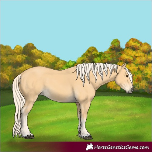 Horse Color:Palomino 