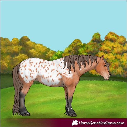 Horse Color:Bay Blanket 