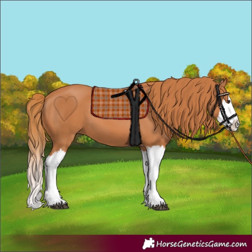 Horse Color:Chestnut Splash 