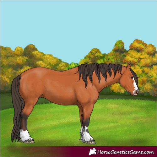 Horse Color:Bay 