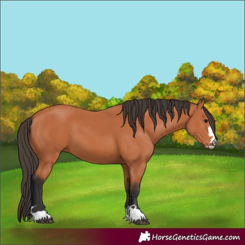 Horse Color:Bay 