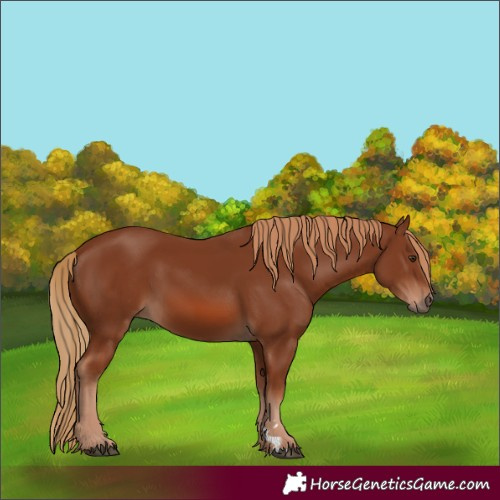 Horse Color:Chestnut 