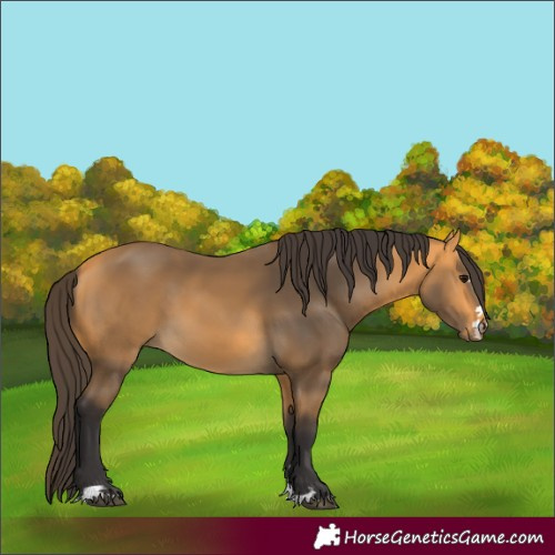 Horse Color:Buckskin 