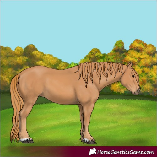 Horse Color:Chestnut 