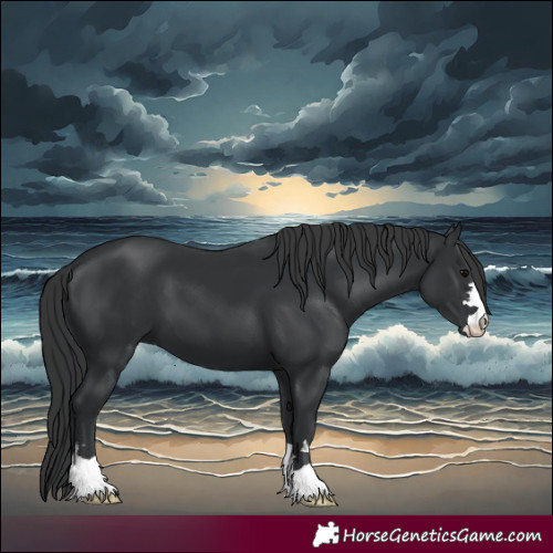 Horse Color:Black 