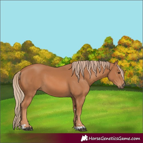 Horse Color:Chestnut 
