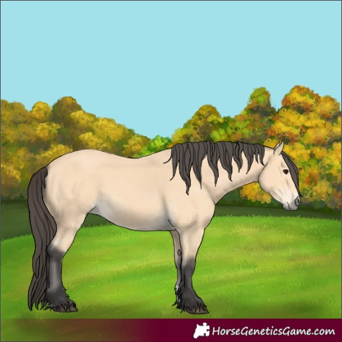 Horse Color:Buckskin 